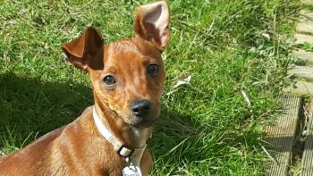 django, Pinscher (Alemán)
