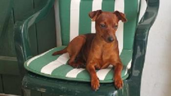 mady, Pinscher (Alemán)