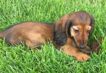 Nox, Dachshund (Pelo Largo)