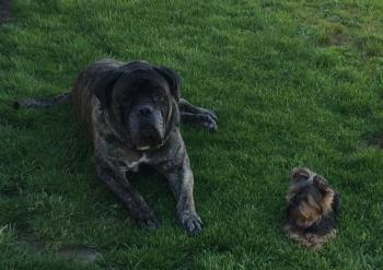 Baiko, Cane Corso