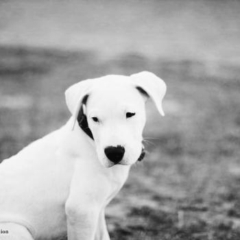 Neygon, Dogo Argentino