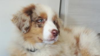 Nougat, Pastor Australiano