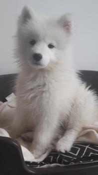 Nina, Samoyedo