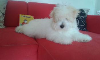 Nanjary de la vallée du petit pré, Coton de Tulear
