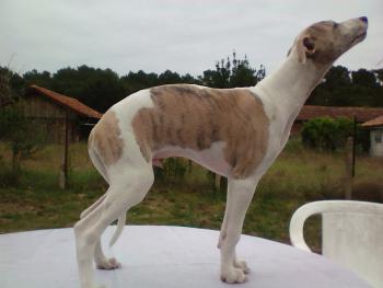 new boy, Whippet