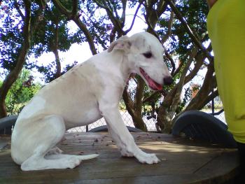 nickel ange, Whippet