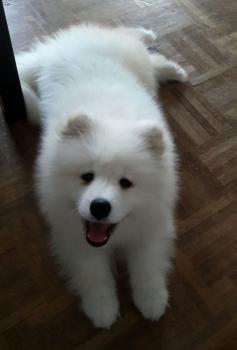 Nosca, Samoyedo