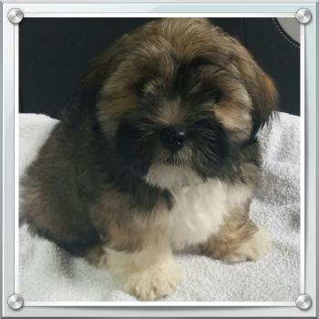 Noun, Lhassa Apso