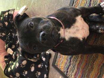 Naya, Staffordshire Bull Terrier