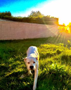 Isla Blanca, Dogo Argentino