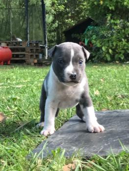 Captain, American Staffordshire Terrier