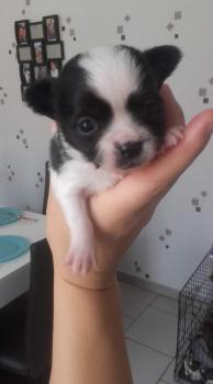 Newton, Chihuahua