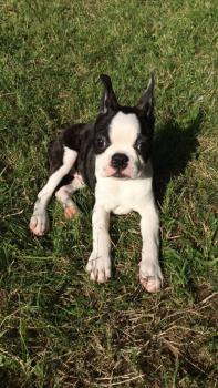 Novak de Milantosa, Boston Terrier