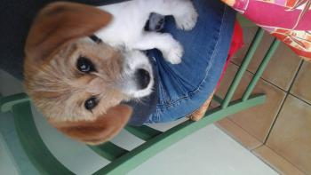 Nougat, Beagle