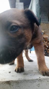 HADES, Pastor Belga Malinois