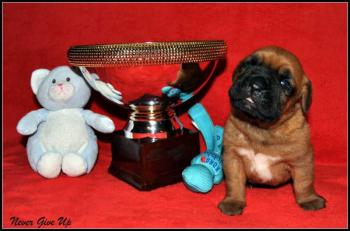 Never give up, Dogo De Burdeos