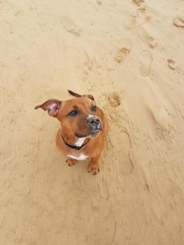 Neight, Staffordshire Bull Terrier