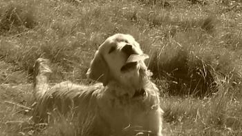 Loucky, Golden Retriever