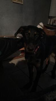 Myha, Beauceron