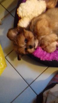 NAMJA, Lhassa Apso