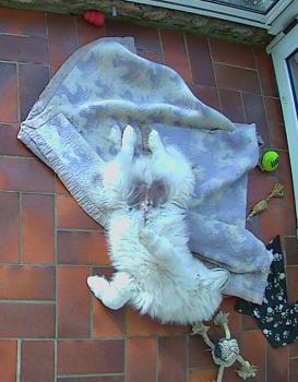 Nougat, Samoyedo