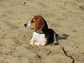 Nypper, Beagle