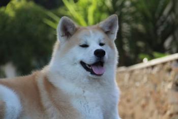 Neiji, Akita Japonés