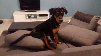Nass, Beauceron