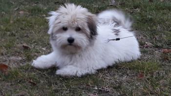 Nox, Cotón De Tulear