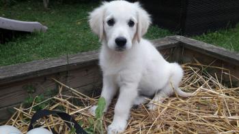 Pom (Neige), Golden Retriever