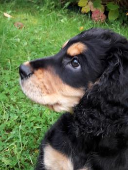 Neo, Cocker Spaniel Inglés