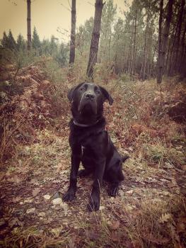 Naska, Cane Corso