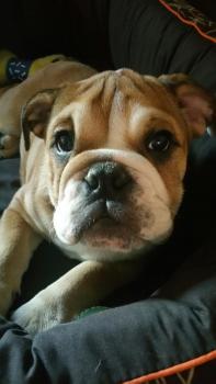 Nuts, Buldogue Inglês