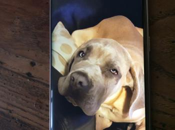 Nemo, Cane Corso