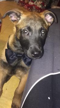 Neptune, Pastor Belga Malinois