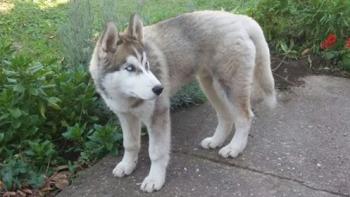 Nori, Husky Siberiano