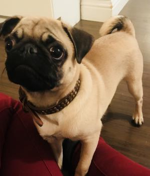 Cashew, Carlino