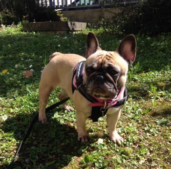 Morgana, Bulldog Francés
