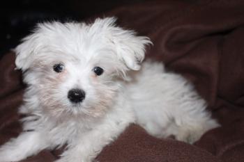Wins, Maltese