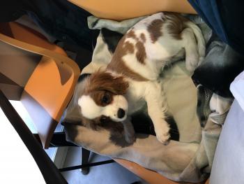 Newton, Cavalier King Charles Spaniel
