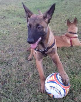 Tayron, Berger Malinois