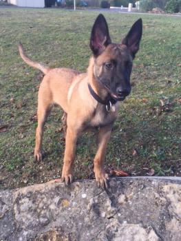 Tayron, Berger Belge