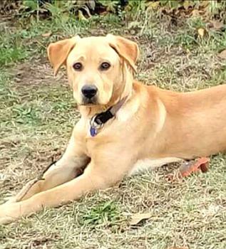 Оливър, Labrador Retriever