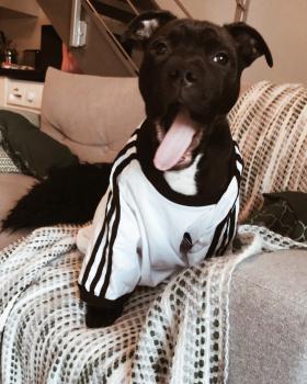 nelson, Staffordshire Bull Terrier