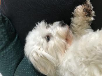 Thisteds Cirkeline / Cille, Coton de Tulear