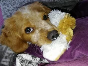 NIxy, Bretón
