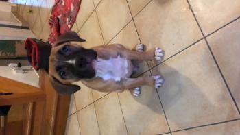 Till, American staffordshire terrier