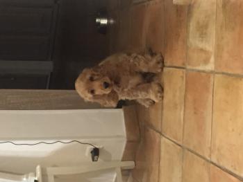 Nougat, Cocker Spaniel Inglés