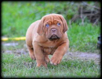 Courbe De Croissance Du Chiot Newton Dogue Bordeaux Male