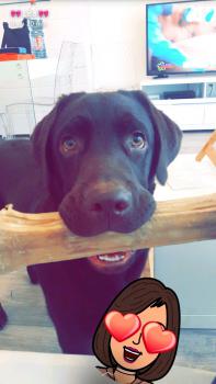 Narco, Labrador Retriever